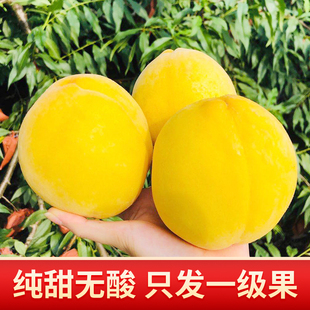 正宗怀化高山锦绣黄桃新鲜麻阳水果脆甜多汁黔阳当季现摘现发桃子