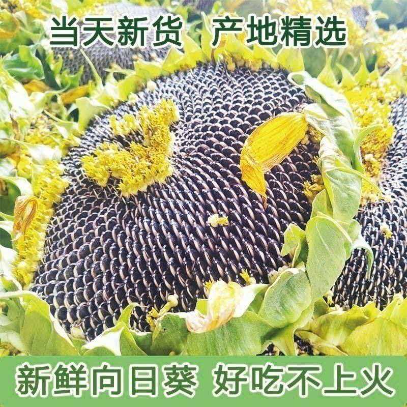 2026新鲜葵花盘带籽向日葵新货带盘葵花子头葵花盘生瓜子葵盘现摘