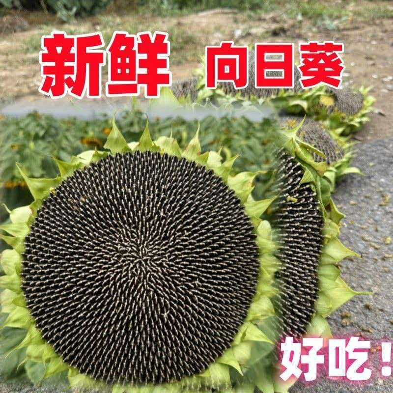 26现摘葵花盘葵瓜子原味向日葵葵花籽带盘新鲜向日葵盘葵花托食用