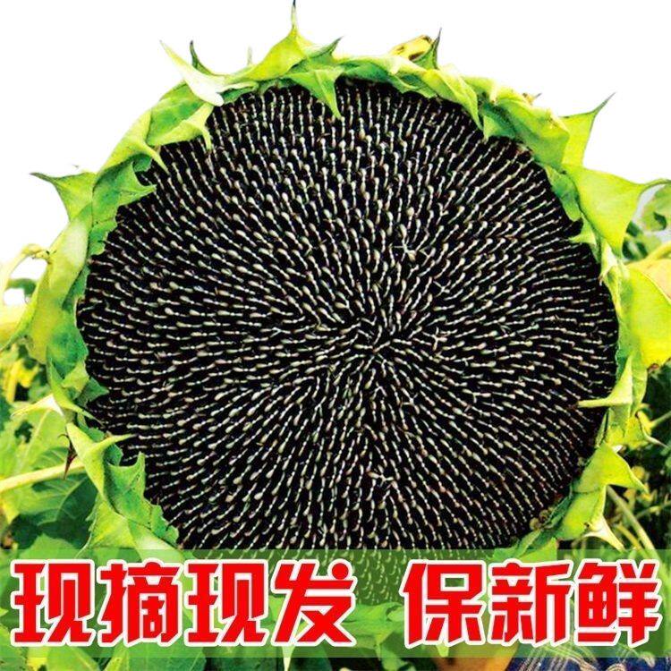 2026现摘新鲜生向日葵花盘带籽子原味湿瓜子葵花托 食用葵花包邮