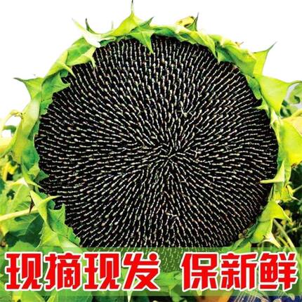2026现摘新鲜生向日葵花盘带籽子原味湿瓜子葵花托 食用葵花包邮
