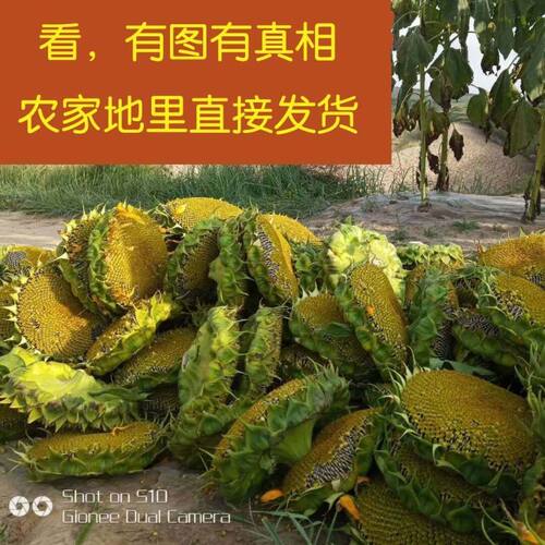 26现摘葵花盘葵瓜子原味向日葵葵花籽带盘新鲜向日葵盘葵花托食用