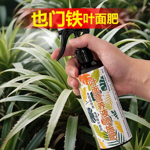 也门铁巴西铁专用营养液室内金心青叶金边盆栽绿植螺纹铁叶面肥料
