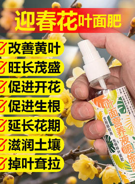 迎春花专用肥料花肥营养液叶子卷曲发黄焦尖干枯萎蔫锈斑叶面肥料