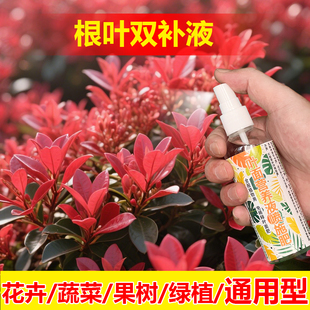 植物专用肥料土壤富贵椰子树夏威夷竹袖珍椰子树营养液叶面肥料