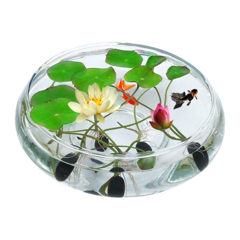 Lotus bowl Lotus seed Aquatic Hydroponics Botany Lotus Potted plant Four seasons Easy species Water Lilies Indoor and outdoor flowers and plants seed Openingin the Flower delivery/Flowers simulation/Plants gardening , Flowers/Fruits and vegetables/Lawn seed (New) , Home &amp; Garden Seeds  category - from Buy2taobao.com to provide professional Taobao agent buy service