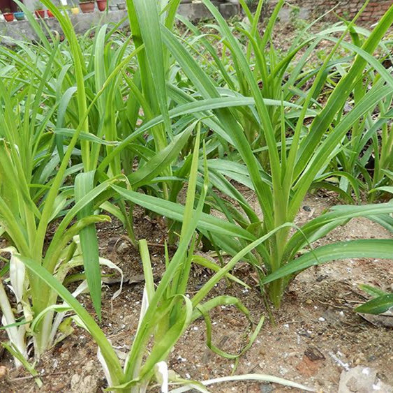 2026黄花菜苗食用金针菜苗包活黄花菜根苗庭院忘忧草苗蔬菜盆栽图片