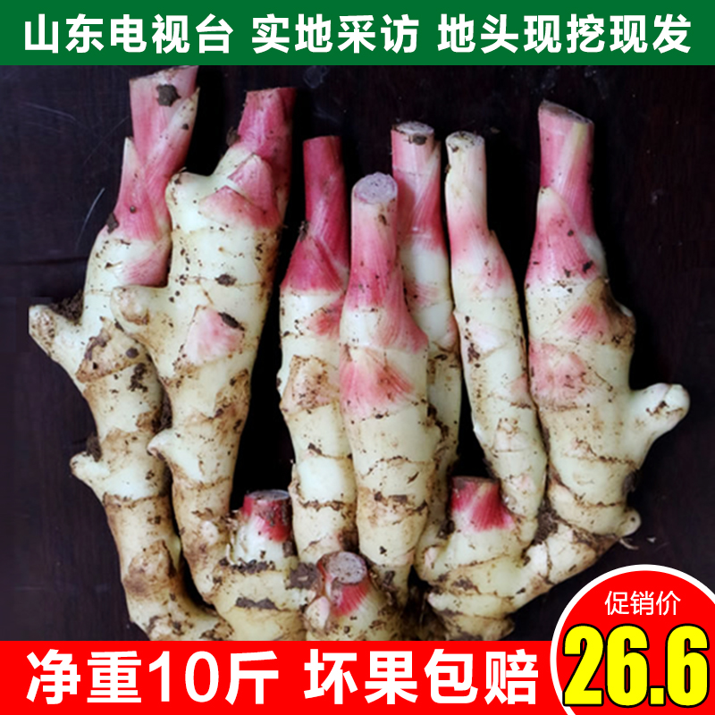 【超值10斤】现挖新鲜嫩姜仔姜子姜红芽山东生姜鲜姜糖醋泡姜蔬菜