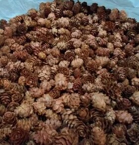 山里材料落叶1-4cm圣诞摆放松果