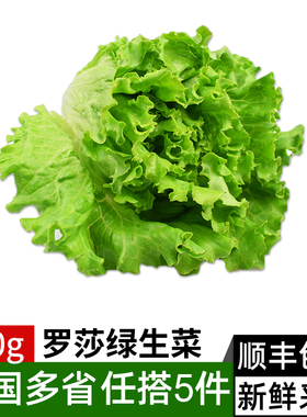 新鲜罗莎绿500g 绿叶生菜花叶散叶生菜罗沙绿 西餐蔬菜沙拉食材