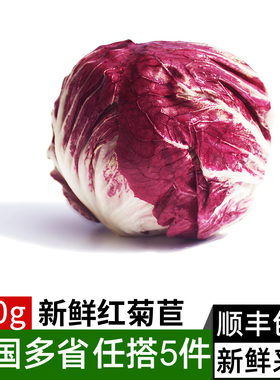 新鲜红菊苣500g 紫苣落地球生菜 蔬菜沙拉食材西餐配菜 满5件包邮