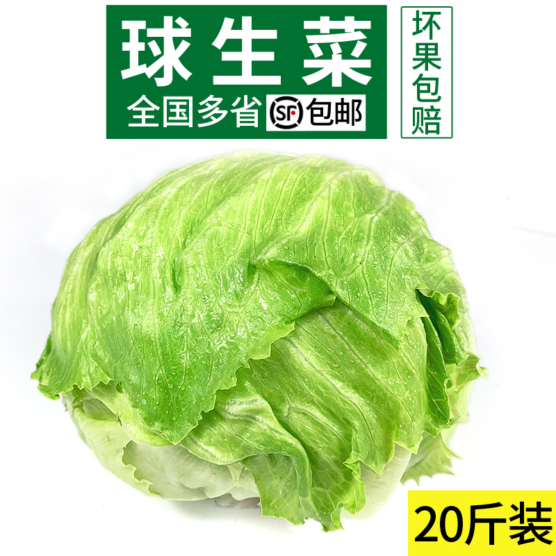 球生菜20斤装 包邮 汉堡用西餐新鲜蔬菜沙拉食材结球形圆型西生菜