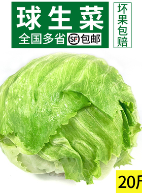 球生菜20斤装 包邮 汉堡用西餐新鲜蔬菜沙拉食材结球形圆型西生菜