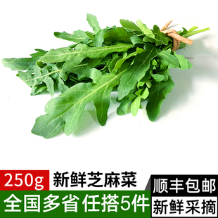 满5件 新鲜芝麻菜250g 西餐生吃沙拉蔬菜食材 包邮 火箭菜德国芥菜