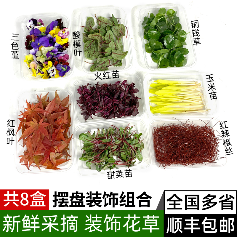 8种摆盘装饰套餐 三色堇酸模叶火红苗玉米苗甜菜苗铜钱草顺丰包邮