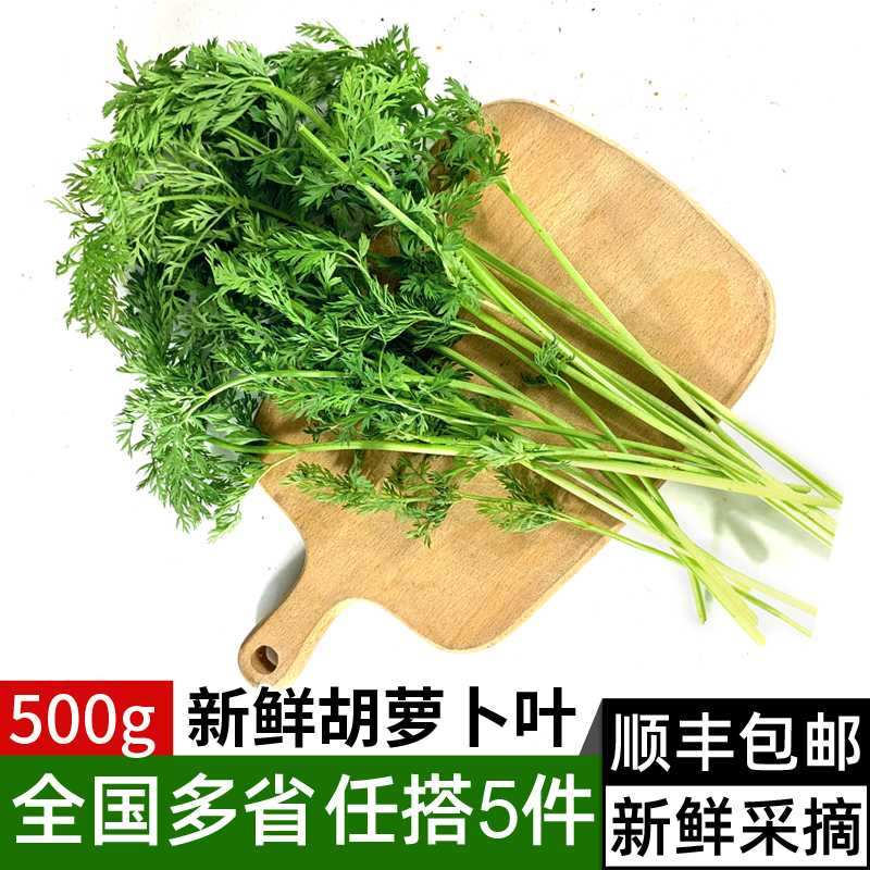 新鲜胡萝卜叶子500g 新鲜现摘萝卜叶 萝卜缨子 新鲜蔬菜胡萝卜叶
