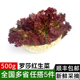 包邮 新鲜罗莎红500g 满5件 西餐沙拉蔬菜食材配菜 红叶紫叶生菜
