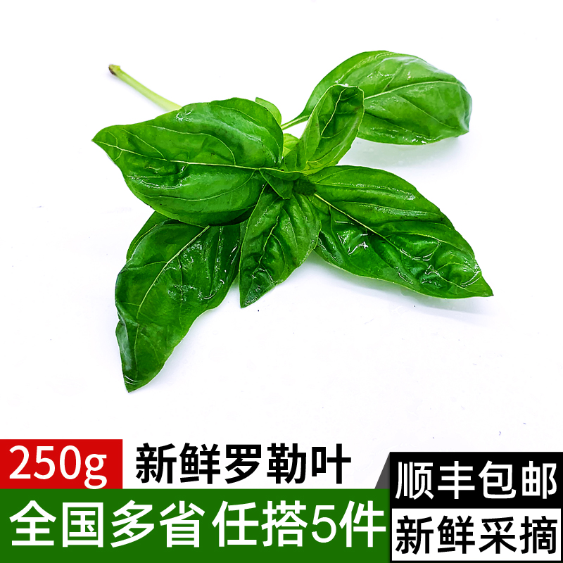 新鲜罗勒叶250g青酱调料蔬菜