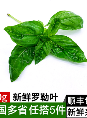 新鲜罗勒叶250g 欧罗甜罗勒 西餐食用香料青酱调料蔬菜 满5件包邮