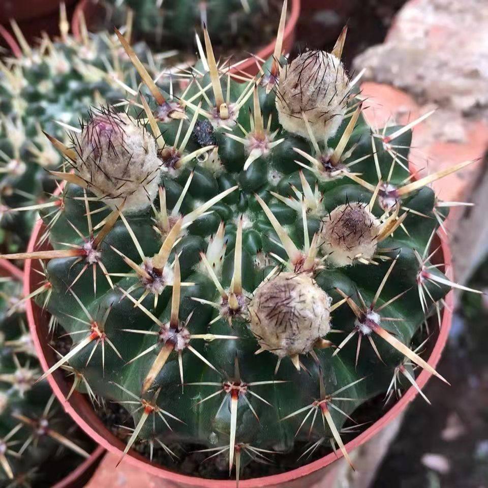 丛蜗 |实生狮子王仙人球 大颗多肉植物仙人掌 硬刺开花小盆栽