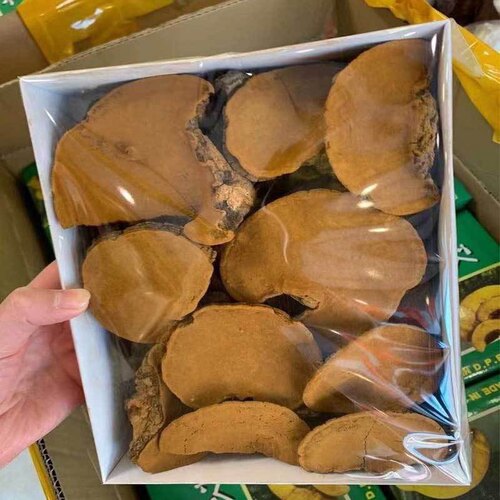长白山 桑黄灵芝480克礼盒 桑树杨树桑黄茶