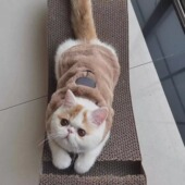 秋冬新款 猫咪衣服保暖加厚马甲背心布偶猫银渐层蓝小型犬加绒棉衣