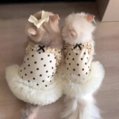 夏天猫衣服防掉毛可爱ins风公主裙背心金渐层布偶猫宠物薄款 服饰