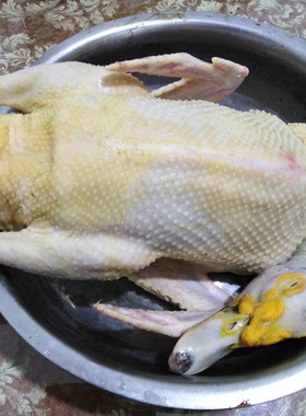 特产番鸭1只 方鸭黑色番鸭屏南农家散养老鸭子新鲜土鸭子顺丰包邮