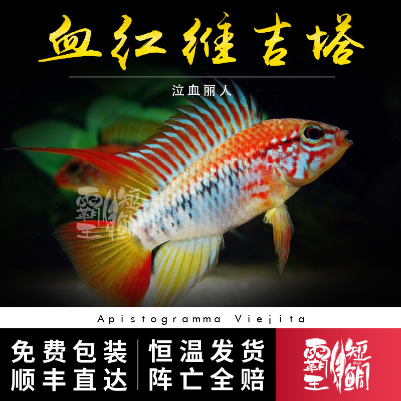 [霸王短鲷]德系血红维吉塔短鲷f1 南美淡水观赏鱼小型慈鲷活体包