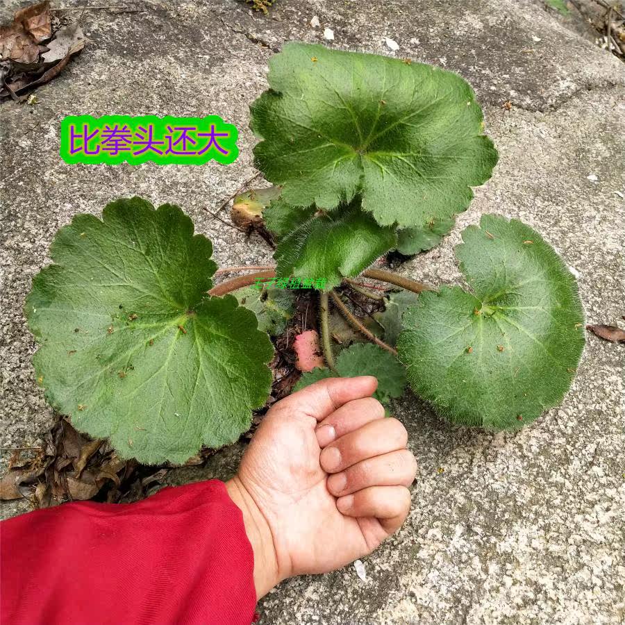 湖北虎耳草苗中草药苗除疹新鲜可观赏可盆栽绿植虎儿草石荷叶种苗