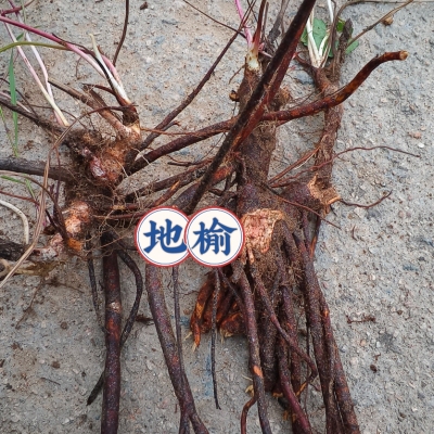 地榆苗 多年生药食同源植物苗 现挖地榆苗 鲜地榆 纯地榆