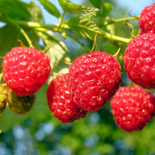 树莓苗盆栽覆盆子苗耐活空心泡食用刺泡儿刺莓苗野草莓蓬蘽苗耐寒