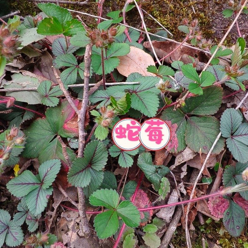 新鲜蛇莓苗现采蛇泡草种苗龙吐珠三爪风老蛇泡野草莓苗龙球草现挖