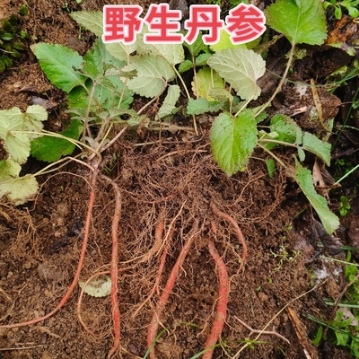 丹参苗盆栽 丹参种苗  现挖山里天然丹参苗 深山丹参苗 鲜丹参苗