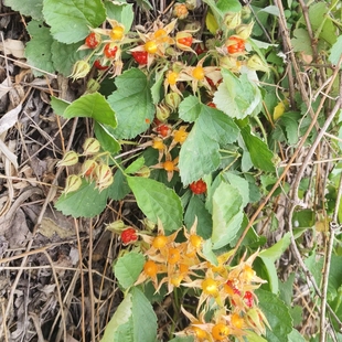 茅莓苗野草莓苗中药材悬钩子野草莓庭院盆栽地栽红果刺莓童年野果