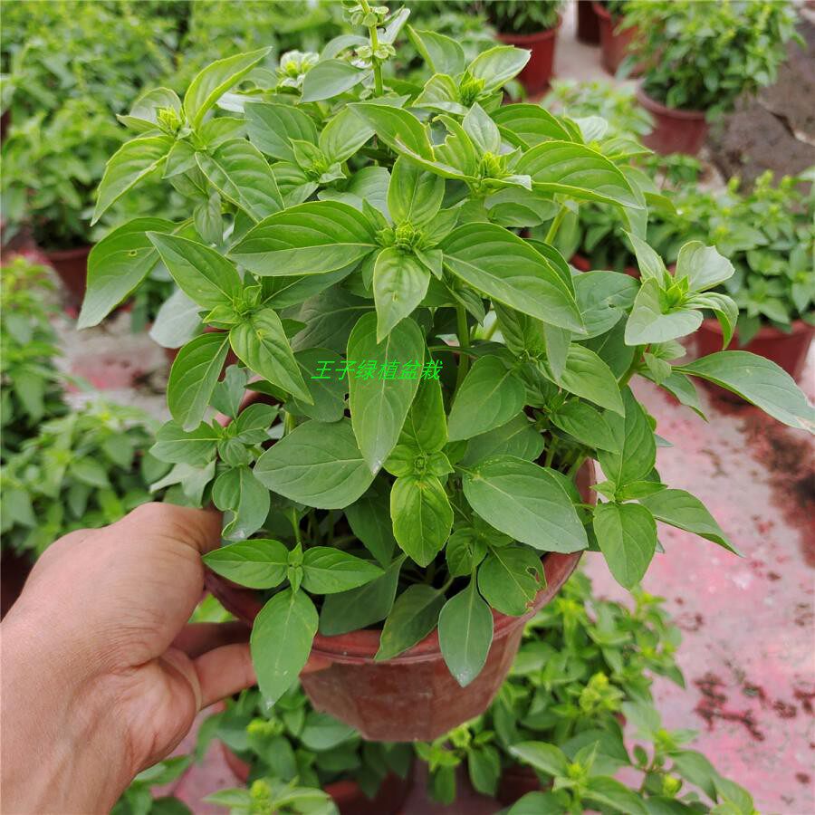 金不换食用植物九层塔盆栽金不换苗鱼香草盆栽 食用香草 西餐料理