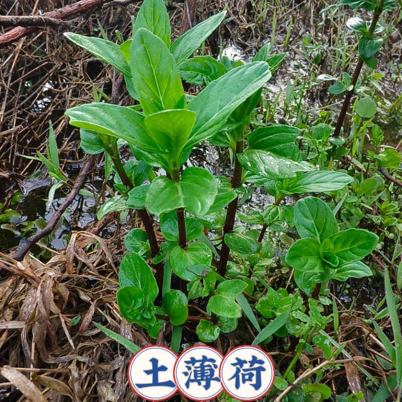 农村土薄荷中华土薄荷野薄荷越南薄荷种苗食用薄荷苗新鲜香料种苗