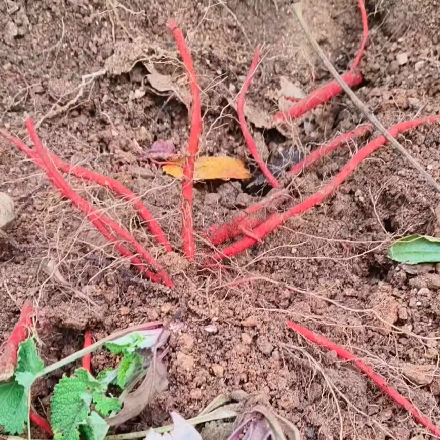 纯野生紫花丹参整棵天然无污染人工现挖紫花野丹参茶桐柏山血管参