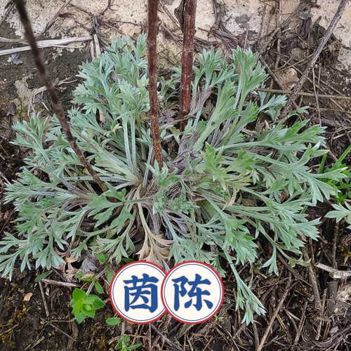 茵陈苗嫩茵陈新鲜现挖正月茵陈蒿嫩白蒿菜苗中草药材苗食用野菜生