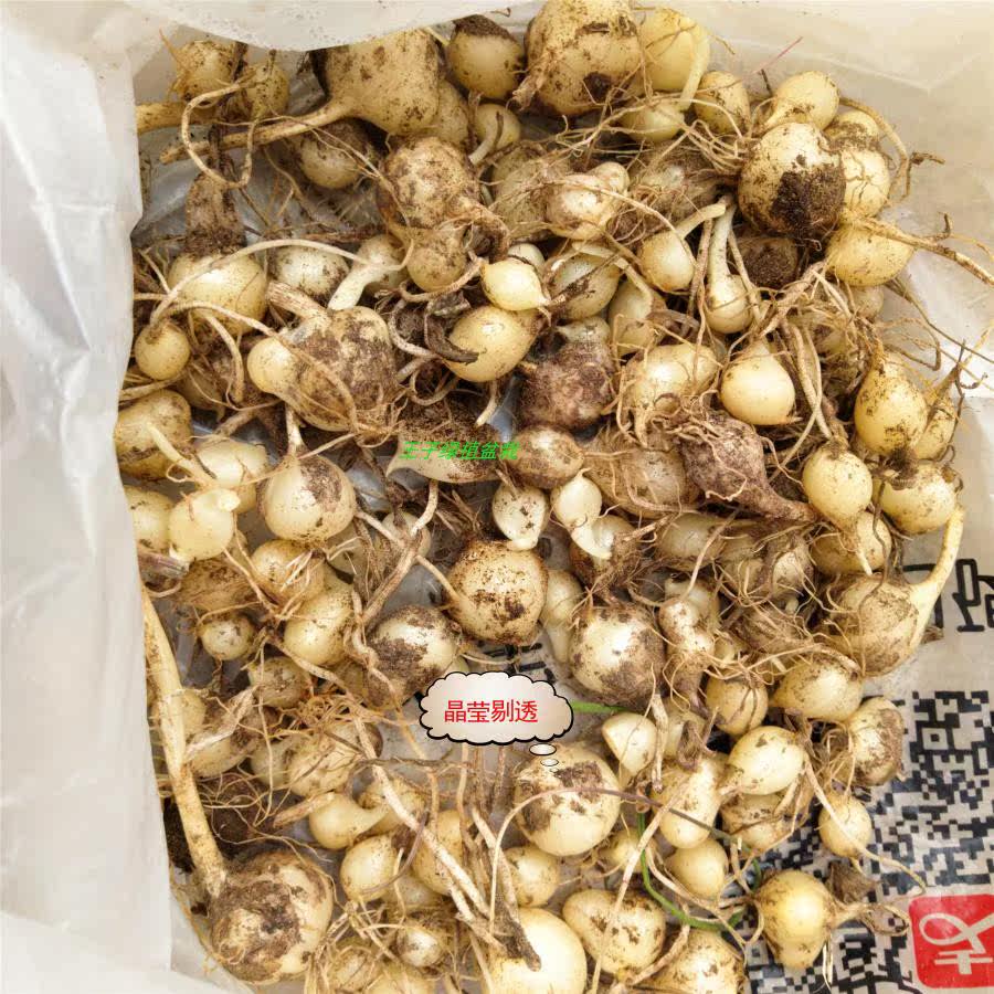 野葱种苗野蒜种球现挖小根蒜种子球大脑瓜苗小山蒜薤白炒腊肉野葱