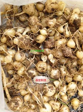 野葱种苗野蒜种球现挖小根蒜种子球大脑瓜苗小山蒜薤白炒腊肉野葱