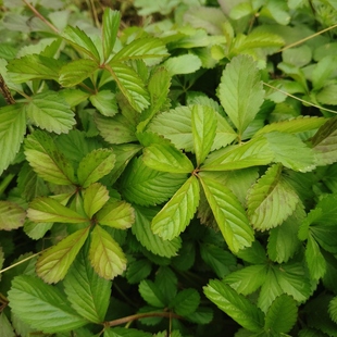 五匹风草药苗五叶莓苗五爪藤苗地五爪委陵菜紫背草五披风中草药苗
