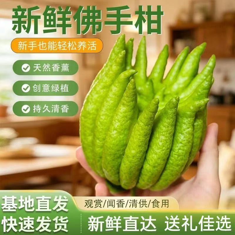 佛手柑鲜果新鲜佛手瓜带枝室内摆件清供观赏闻香可食用现摘大果