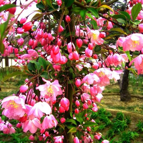 西府海棠开花南北方种植地栽树苗