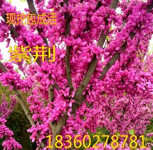 紫荆苗庭院绿化树木 紫荆树苗 紫荆花苗 满条红 花卉观花植物