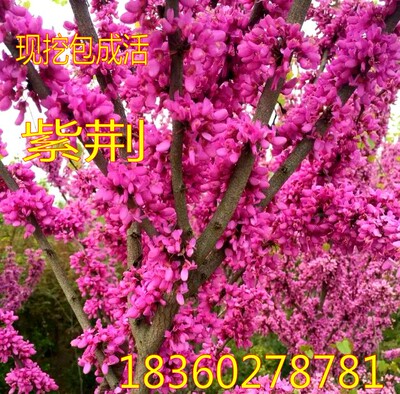 庭院绿化观花植物紫荆树苗