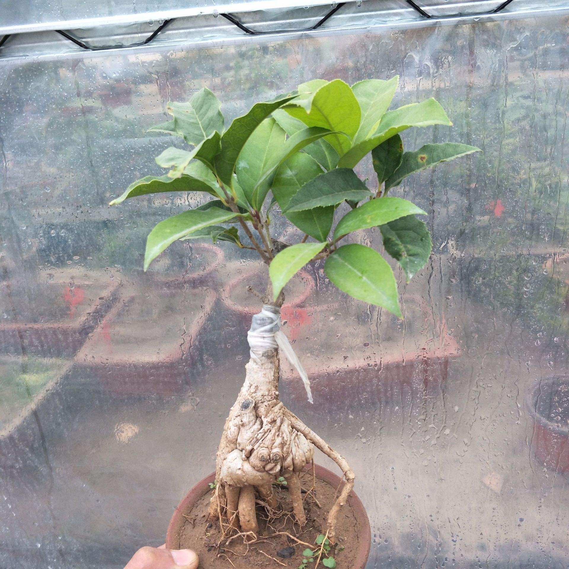 桂花树苗提根盆景盆栽老桩金桂丹桂日香桂馥桂地栽盆栽苗当年开花