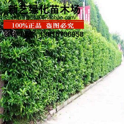 法国冬青树珊瑚树苗法青苗庭院绿篱苗可做篱笆四季常青绿化苗