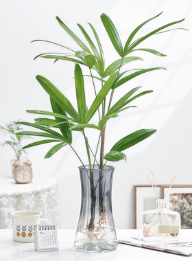 水培植物棕竹盆栽招财竹室内观音竹常绿观叶耐阴好养办公室富贵竹