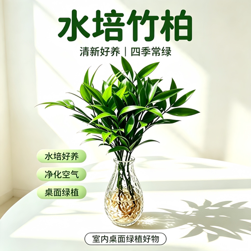 水培植物竹柏室内办公室好养绿植
